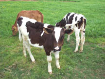 Young cows in a field
